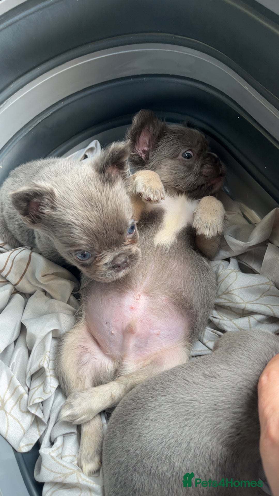 French Bulldog dogs for sale: Quality health clear fluffy French bulldogs  - Image 14