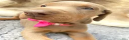 Dobermann dogs for sale: KC REG HEALTH TESTED EUROPEAN DOBERMAN PUPPIES - Advert 6