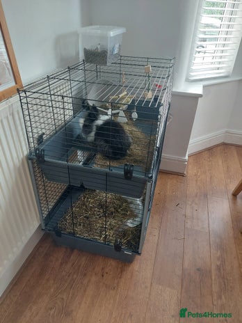 Lionhead rabbits in Wigan - Advert 10