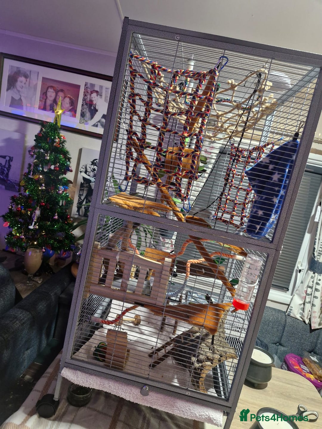 Sugar Glider rodents for sale: 3 sugar gliders and full set up - Advert 14