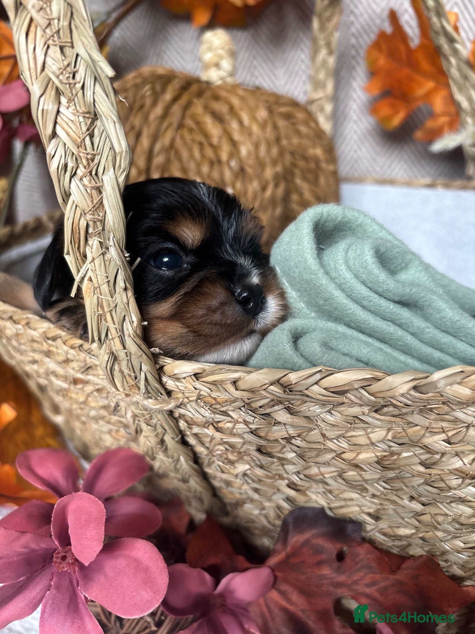 Cavalier King Charles Spaniel dogs Registered Cavalier King Charles Spaniel Puppies - Advert 2