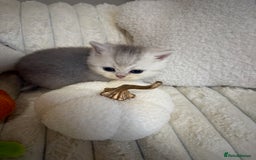 British Shorthair cats for sale: Affectionate lap cats health tested parents  - Image 21