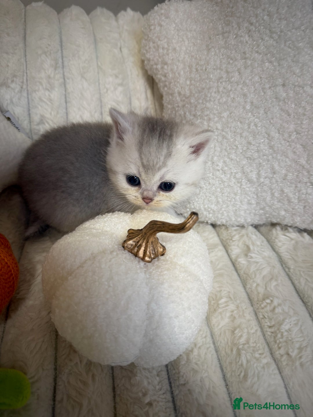 British Shorthair cats for sale: Affectionate lap cats health tested parents  - Image 21