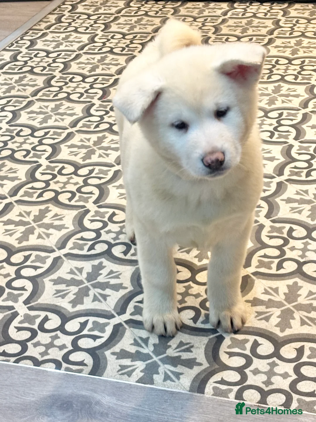 Japanese Akita Inu dogs for sale: Japanese Akita Inu - Advert 8