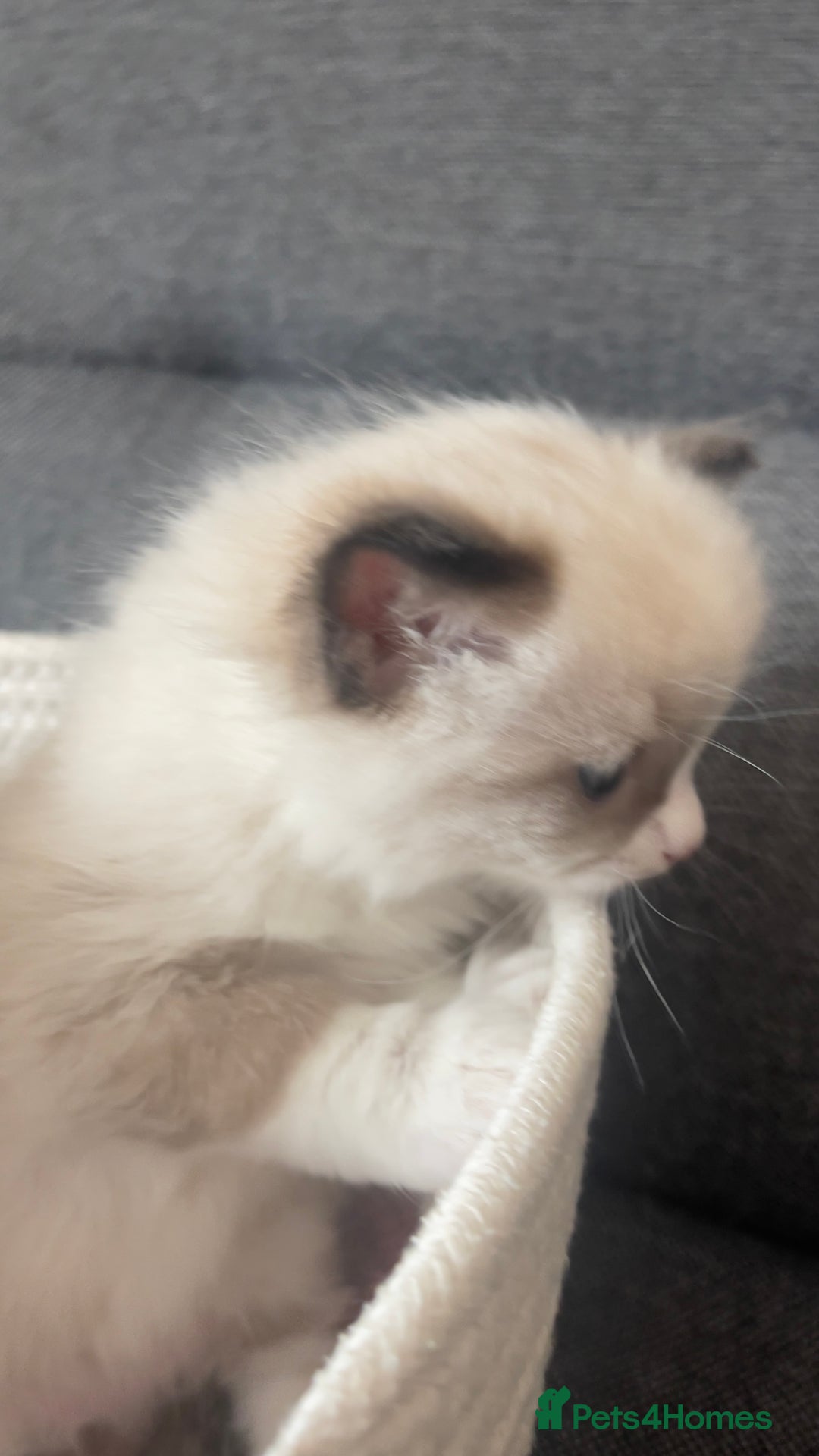 Ragdoll cats for sale: Beautiful Ragdoll Kittens Ready for Reservaton! 🐾 - Image 5