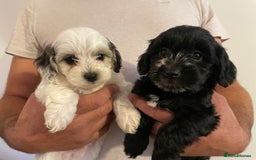 Mixed Breed dogs for sale: Cockapoo x Maltese (Maltipoo) - Image 3