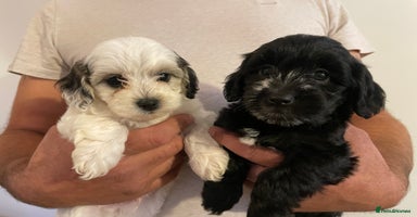 Mixed Breed dogs - Advert 11