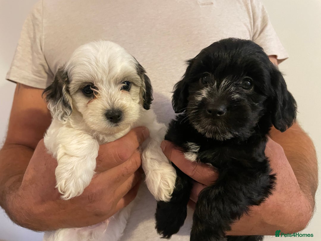 Mixed Breed dogs for sale: Cockapoo x Maltese (Maltipoo) - Image 3