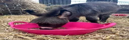 Donkey livestock for sale: Handsome Miniature Mediterranean Jack - Advert 2