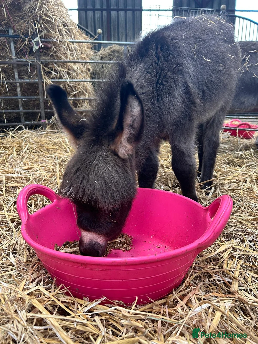 Donkey livestock for sale: Handsome Miniature Mediterranean Jack - Advert 2