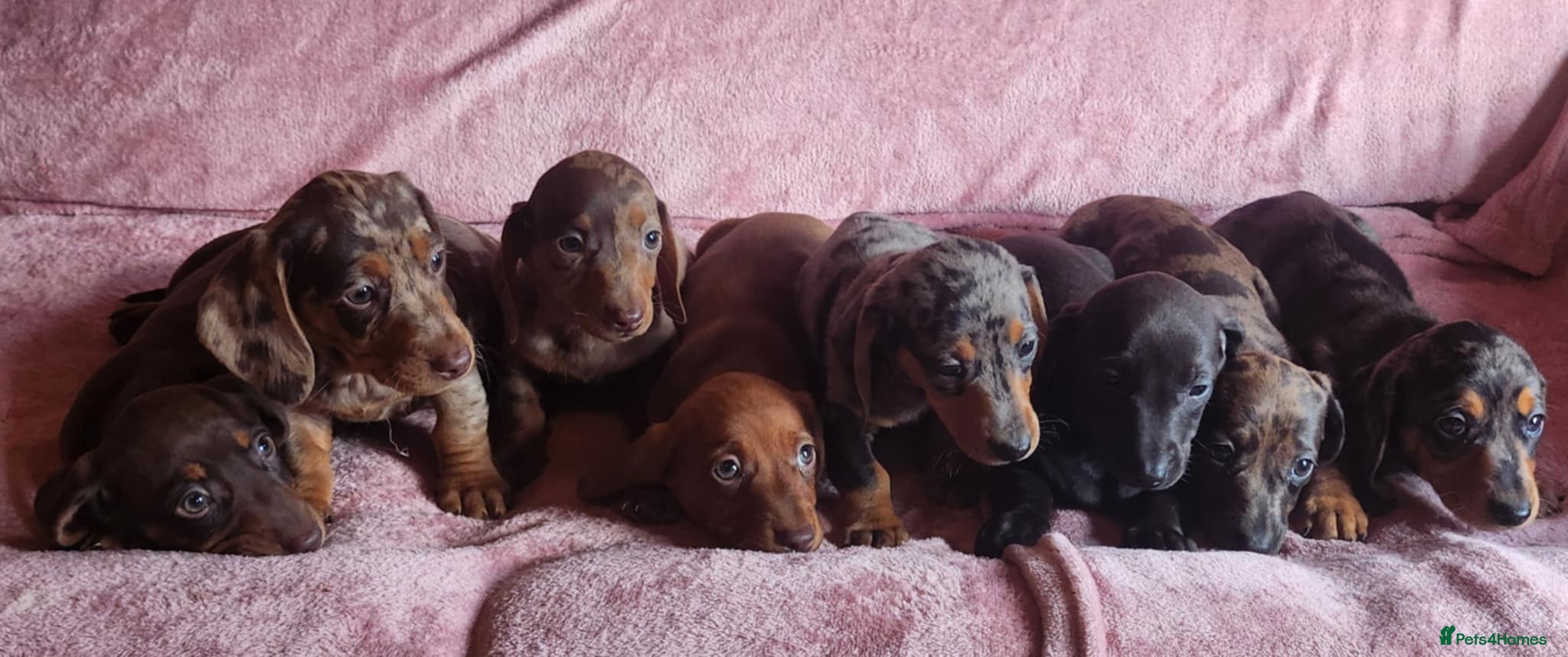 Miniature Dachshund dogs 🐶🐶8 stunning miniature dashund puppy’s  - Advert 16