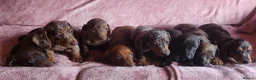 Miniature Dachshund dogs for sale: 🐶🐶8 stunning miniature dashund puppy’s  - Advert 1