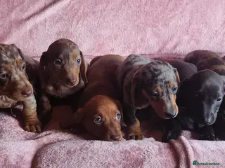 Miniature Dachshund dogs 🐶🐶8 stunning miniature dashund puppy’s - Advert 16