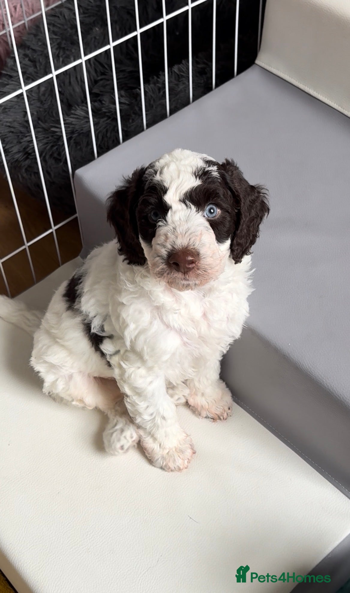 Goldendoodle dogs Best of Both Worlds • Goldendoodle x Cockapoo Boys - Advert 1