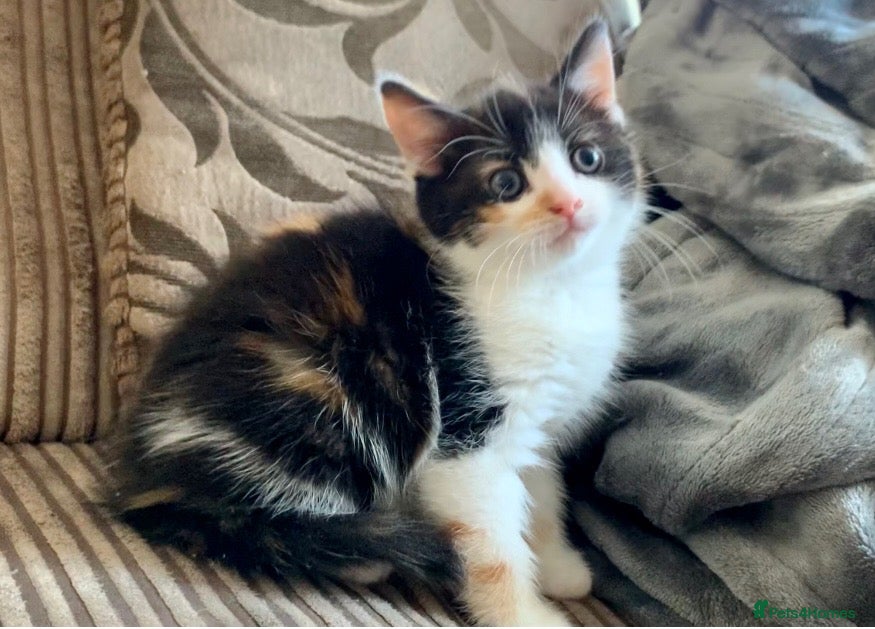 Mixed Breed cats for sale: Cute kittens ready now - Advert 2