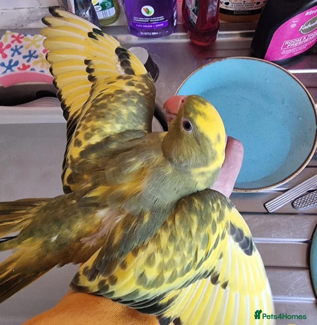 Ringnecks birds for sale: Beautiful female ringneck  - Advert 2