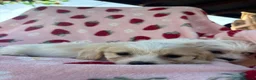 Cavapoo dogs for sale: Cavapoo puppies - Advert 11