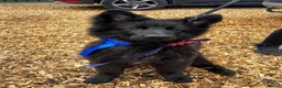 German Shepherd dogs for stud: Black German shepherd stud dog - Advert 5