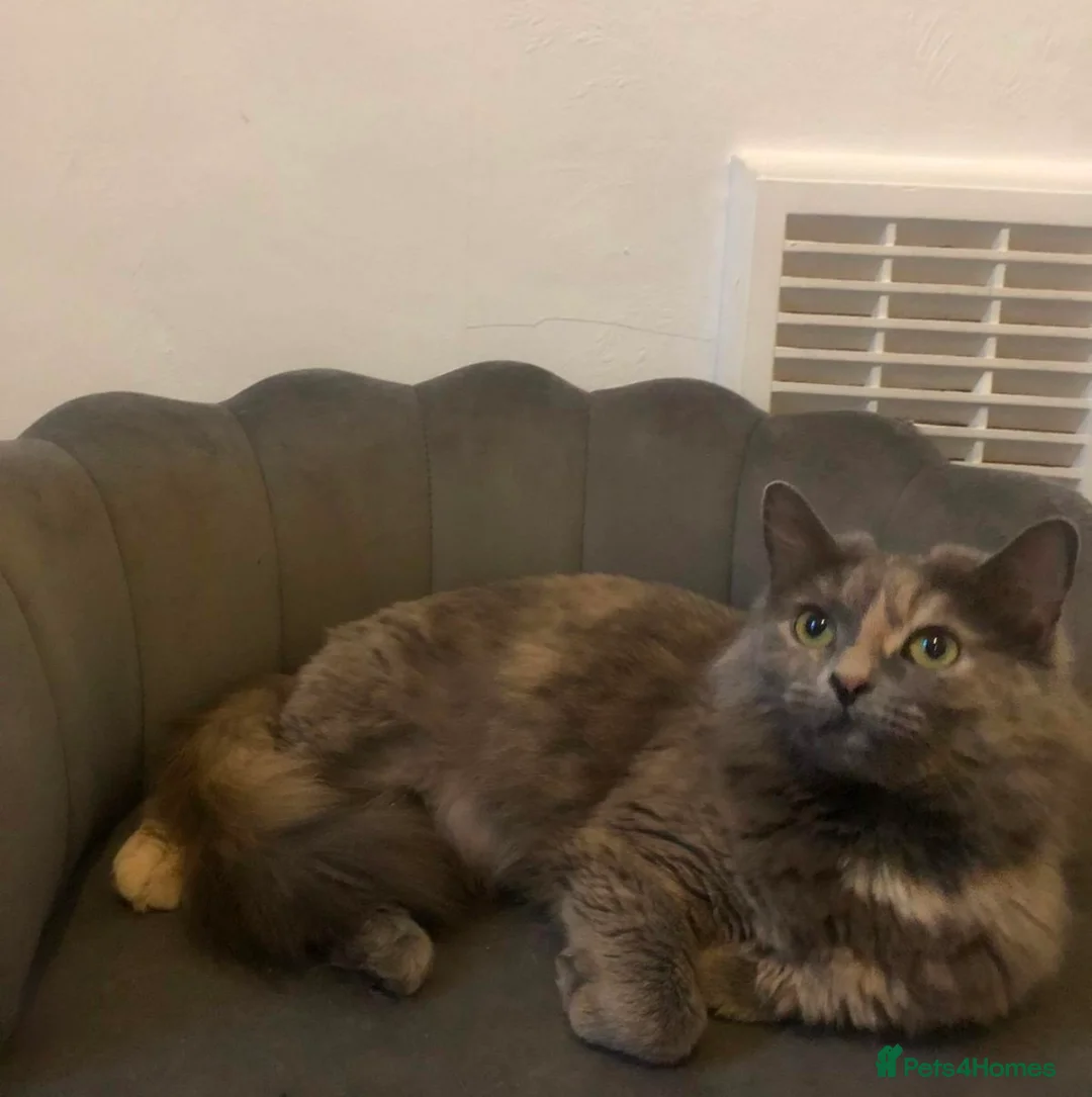 British Longhair cats for sale: Stunning adult cat for rehoming  - Advert 4