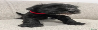 Miniature Schnauzer Puppy 2