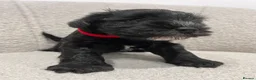 Miniature Schnauzer dogs for sale: Stunning KC reg black miniature schnauzer puppies - Advert 19