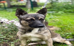Mixed Breed dogs for adoption: 💙🐶 KAI 🐶💙 - Image 1