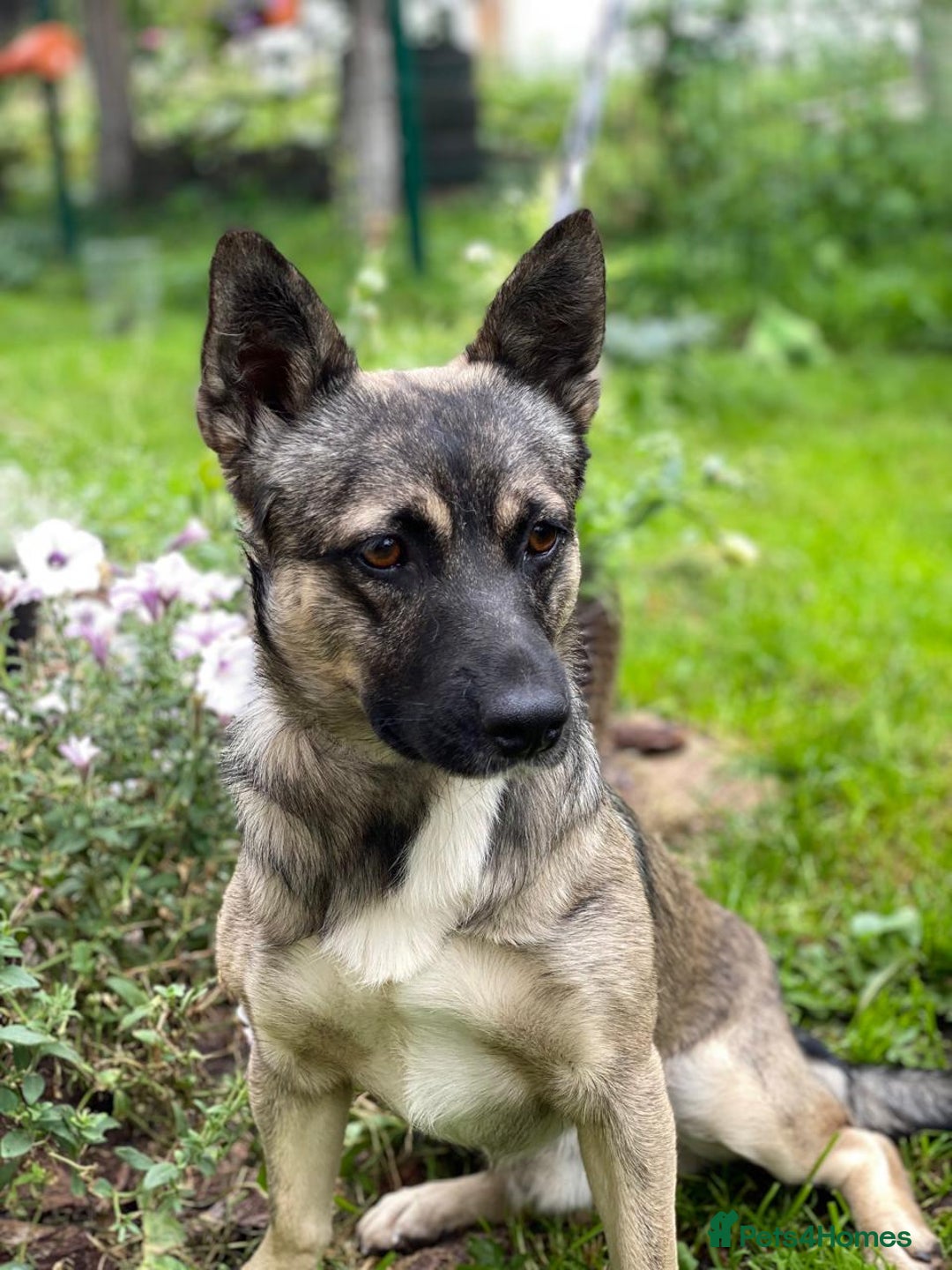 Mixed Breed dogs for adoption: 💙🐶 KAI 🐶💙 - Image 1