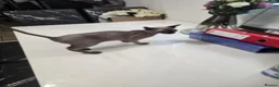 Sphynx cats for sale: ♀️Female Sphynx kitten 😸  - Advert 9