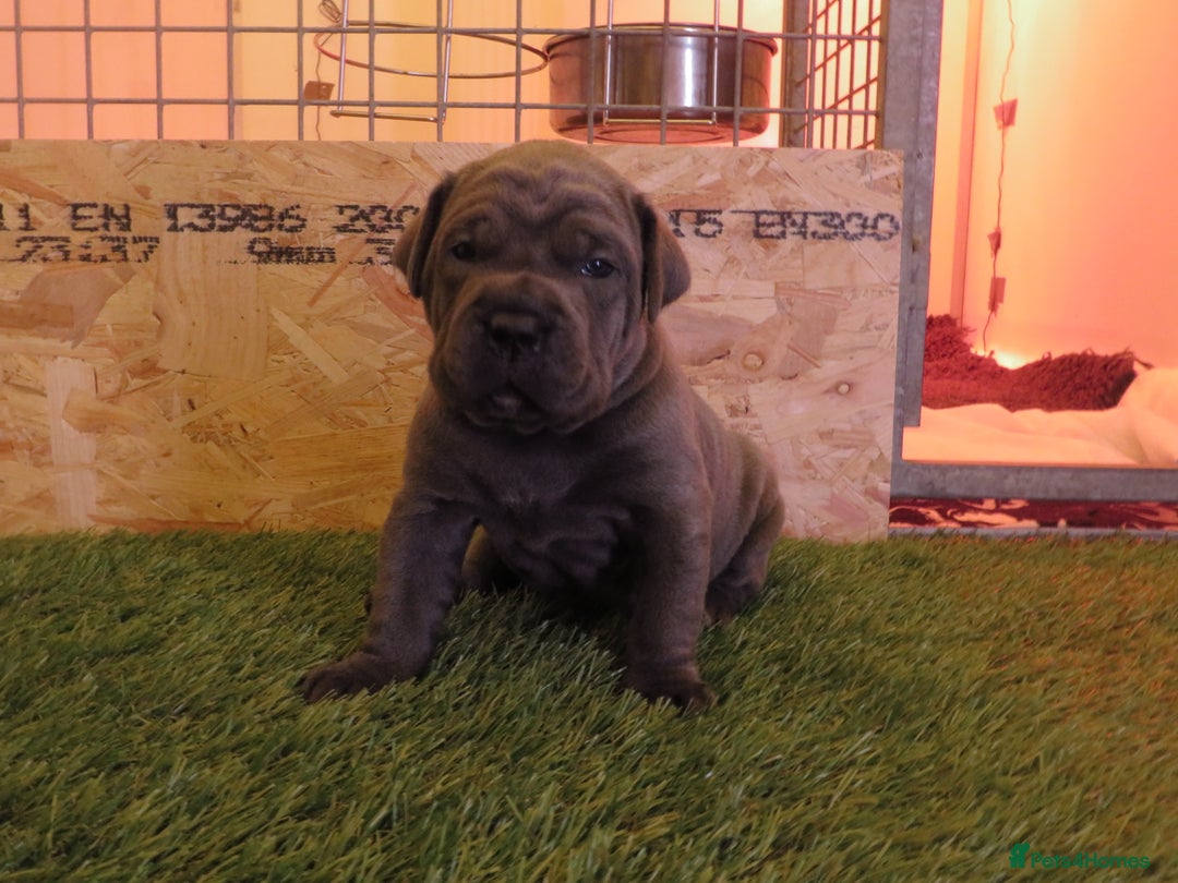 Cane Corso dogs for sale: Health tested cane corso pups for sale  - Advert 1