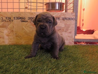 Cane Corso dogs Health tested cane corso pups for sale - Advert 4