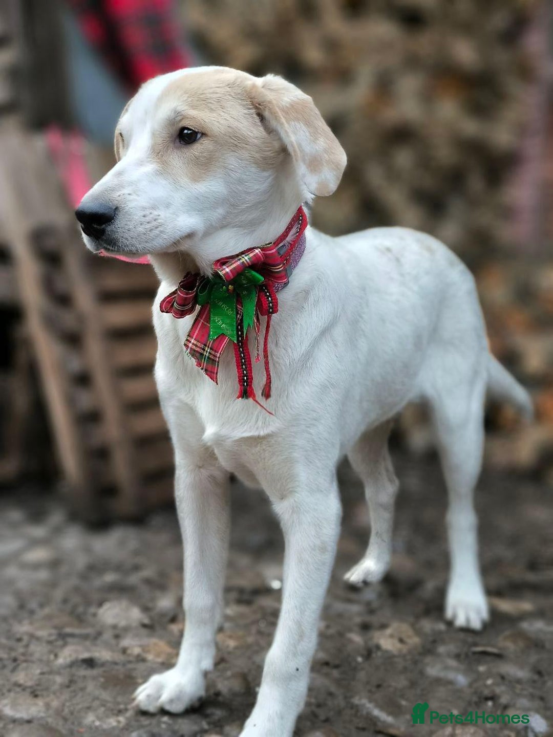 Mixed Breed dogs for adoption: 💙🐶 LEO 🐶💙 - Advert 3