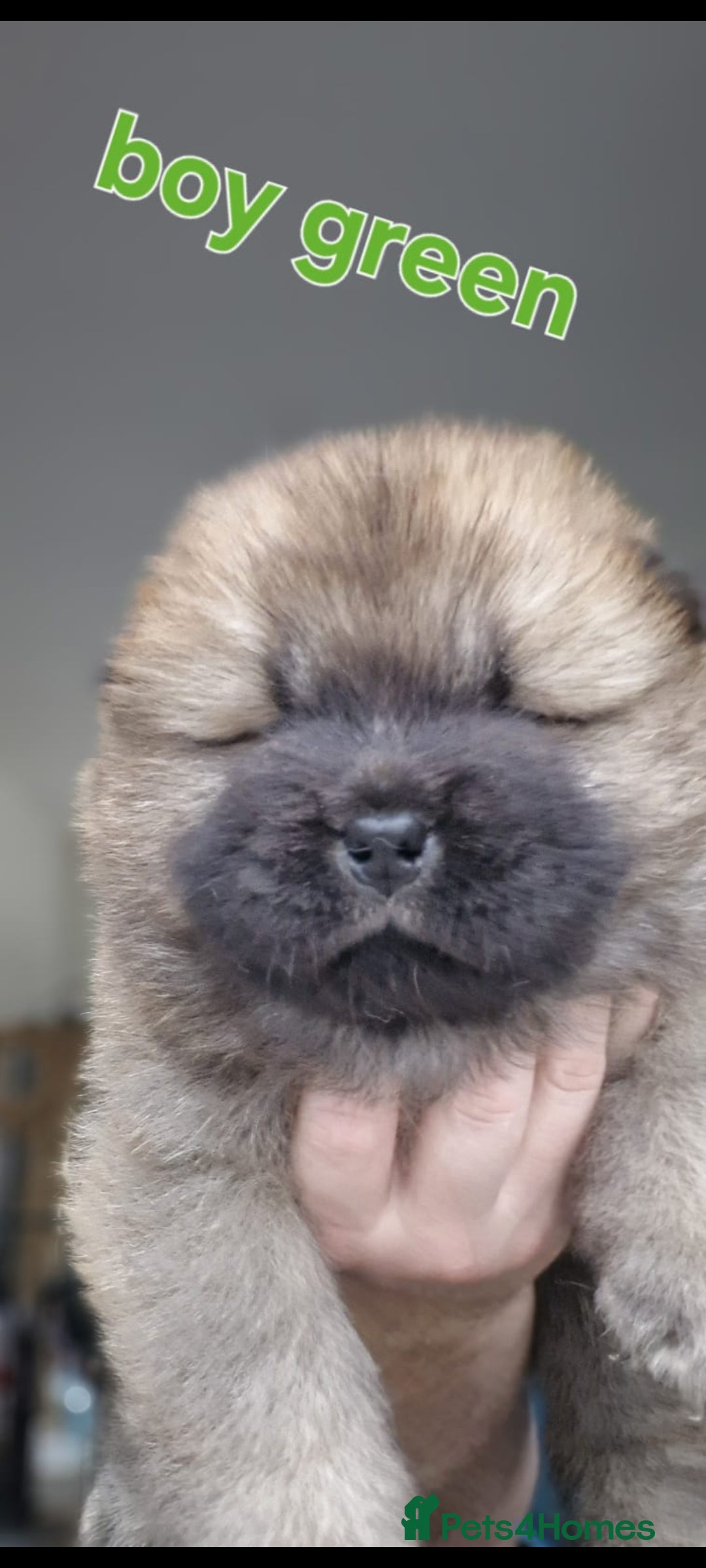 Chow Chow dogs for sale: KC REGISTERED QUALITY TEDDY BEAR CHOW CHOW 5 wk - Advert 5