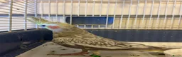 Cockatiels birds for sale: Beautiful Cockatiel Friendly & Healthy + Full Cage - Advert 4