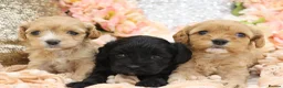 Cavapoo dogs for sale: Health Tested Cavapoos by Licensed Breeder - Advert 37