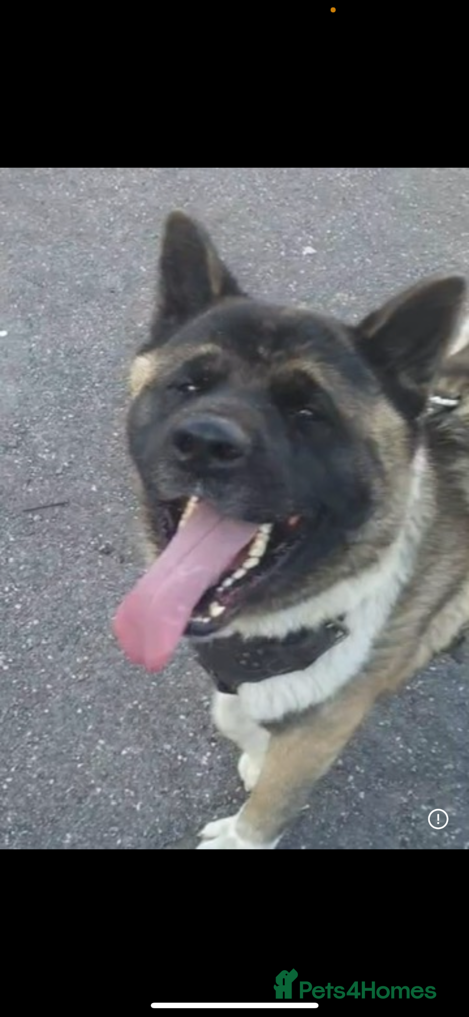 Akita dogs Beautiful American Akita needing a home ASAP - Advert 2