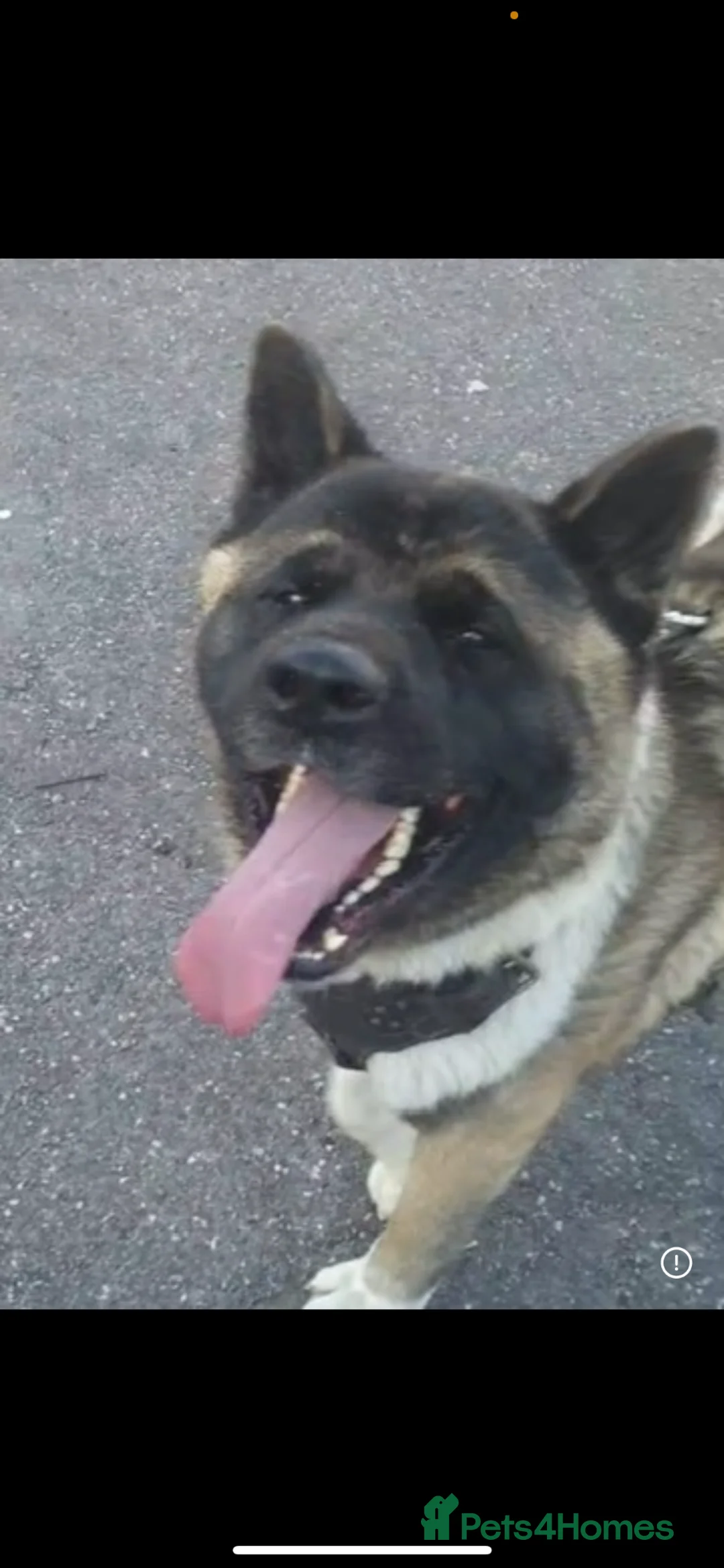 Akita dogs for sale: Beautiful American Akita needing a home ASAP - Advert 1