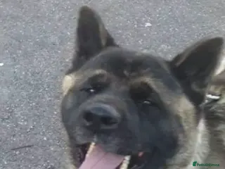 Akita dogs Beautiful American Akita needing a home ASAP - Advert 1