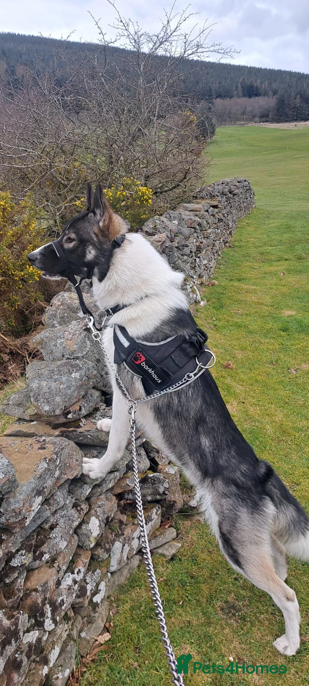 Shepsky dogs for sale: Storm in Galashiels - Advert 1