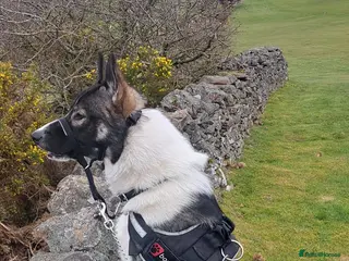 Shepsky dogs Storm - Advert 15