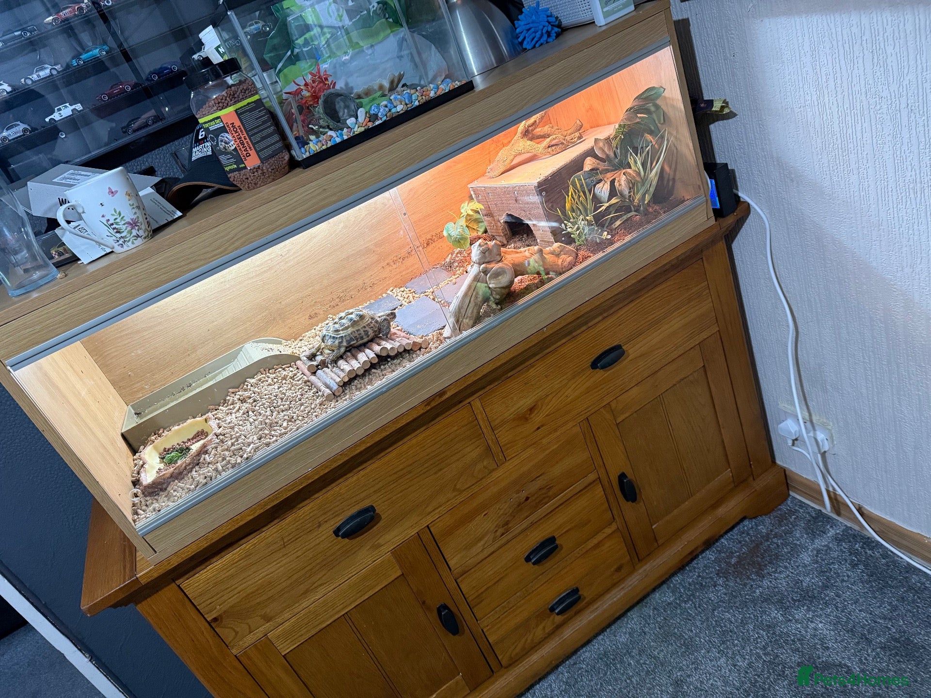 Tortoise reptiles Tortoise  - Advert 17