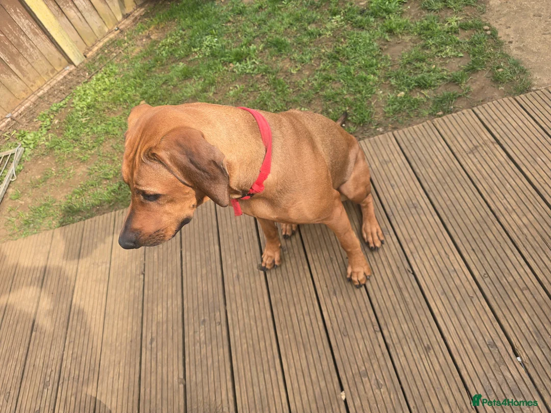 Rhodesian Ridgeback dogs for sale: Rodhisian ridgeback - Advert 11