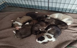 Akita dogs for sale: American akita puppies x7 - Image 5