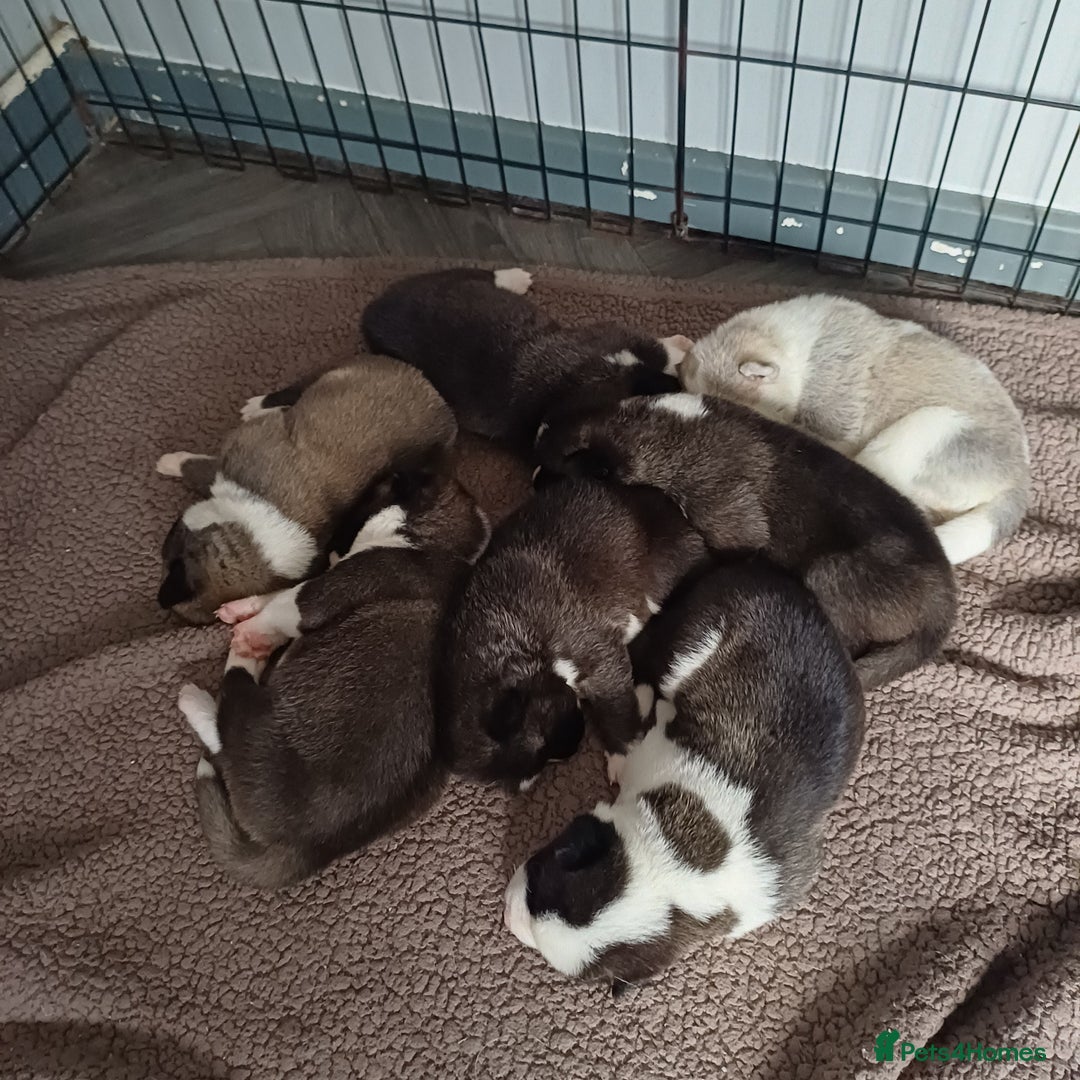 Akita dogs for sale: American akita puppies x7 - Image 5