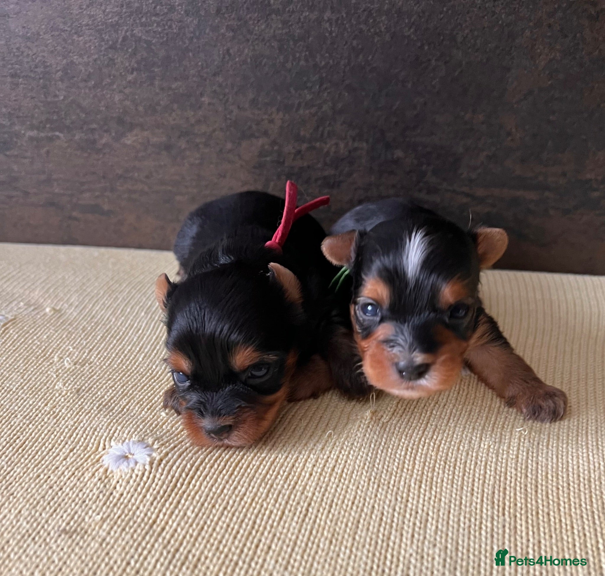 Yorkshire Terrier dogs ❣️ Beautiful Miniature Yorkshire Terrier Puppies❣️ - Advert 6