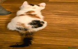 Mixed Breed cats for sale: 4 boys and 2 girls Family-Raised, Well-Socialised  - Image 19