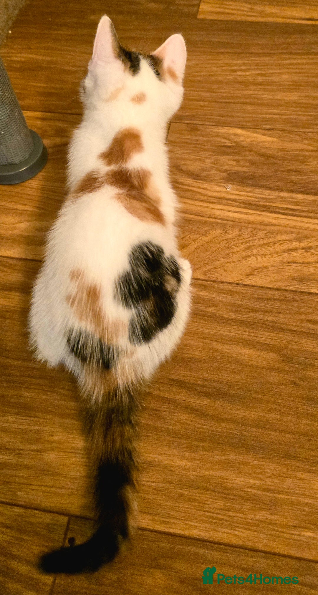 Mixed Breed cats for sale: 4 boys and 2 girls Family-Raised, Well-Socialised  - Image 19