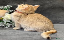 British Shorthair cats for sale: Stunning British shorthair NY 12 kittens - Image 10