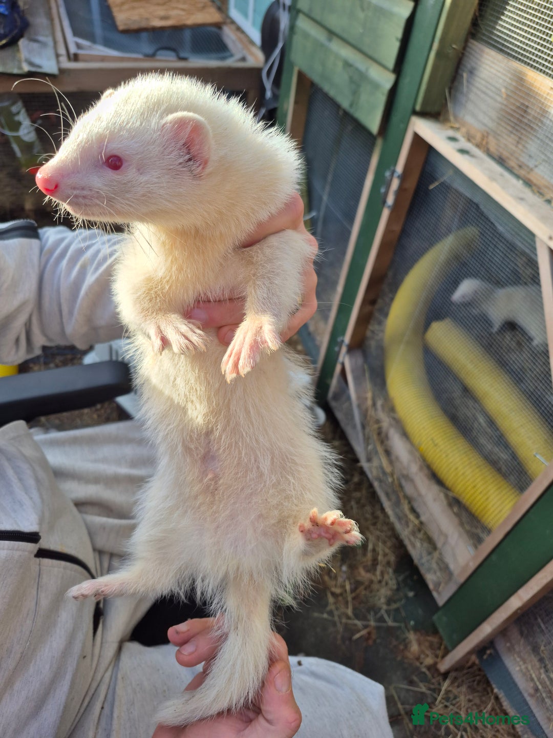 Ferret rodents for sale: 2 albino male ferrets  in Rugby - Image 2