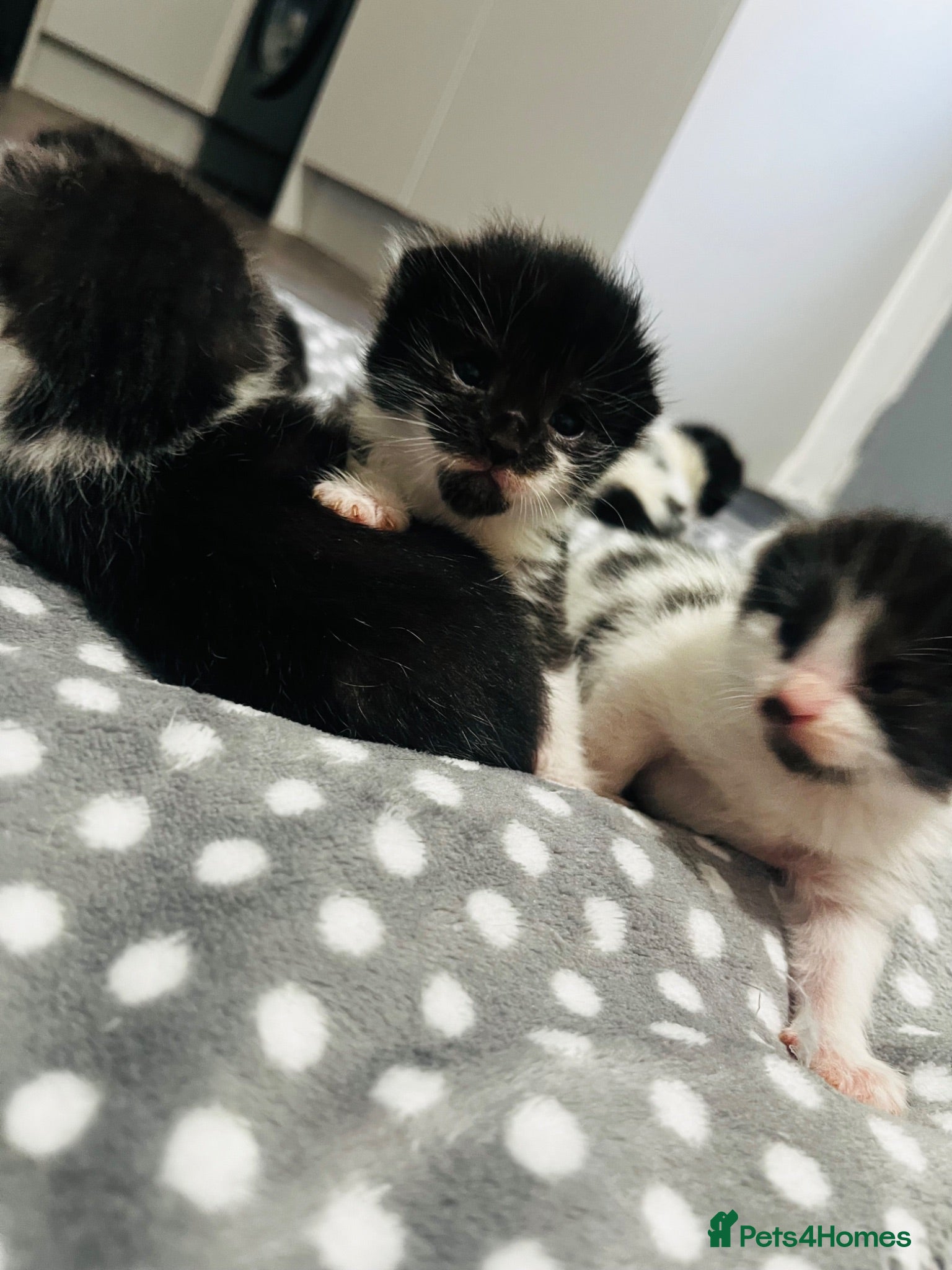 Mixed Breed cats Half Russian blue kittens  - Advert 6
