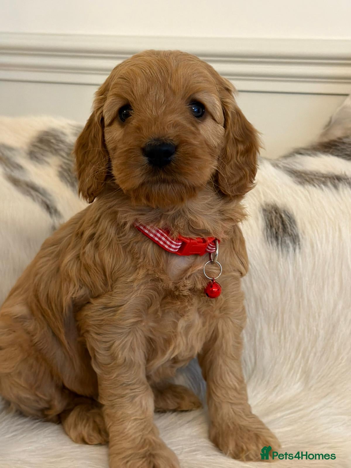 Cockapoo dogs Adorable F1 Cockapoo Puppies - Advert 1
